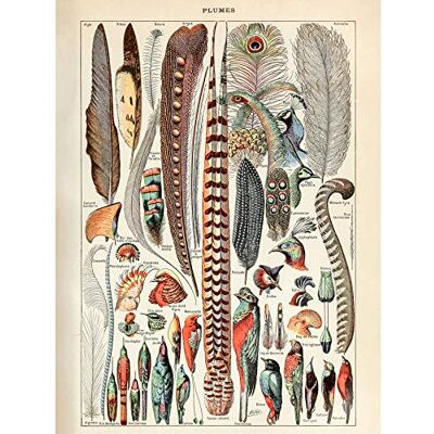 Artery8 Millot Encyclopedia Page Birds Feathers Plumage Premium Wall Art Canvas Print 18X24 Inch Artery8 Millot Encyclopedia Page Birds Feathers Plumage Premium Wall Art Canvas Print 18X24 Inch