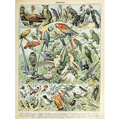 Artery8 Millot Encyclopedia Page Birds Parrots Vultures Premium Wall Art Canvas Print 18X24 Inch Artery8 Millot Encyclopedia Page Birds Parrots Vultures Premium Wall Art Canvas Print 18X24 Inch