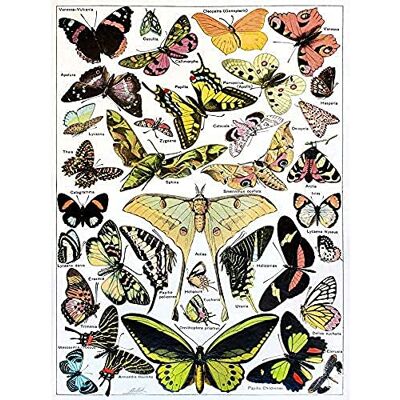 Wee Blue Coo Butterflies Moths Scentific Unframed Wall Art Print Poster Home Decor Premium Wee Blue Coo Butterflies Moths Scentific Unframed Wall Art Print Poster Home Decor Premium