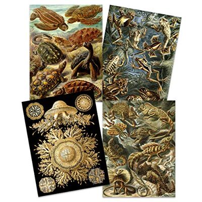 Artery8 Ernst Haeckel Kunstformen Der Natur Plates Nature Vintage Tortoise Biology Art Print Poster Home Decor Premium Pack of 4 Artery8 Ernst Haeckel Kunstformen Der Natur Plates Nature Vintage Tortoise Biology Art Print Poster Home Decor Premium Pack of 4