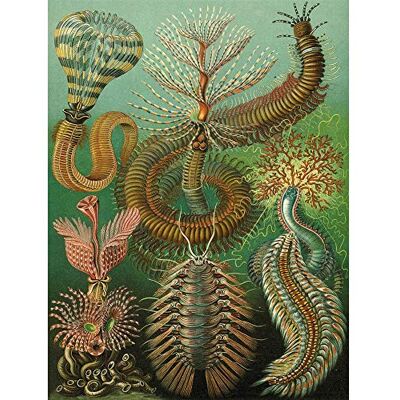 Wee Blue Coo Nature Biology Millipede Ernst Haeckel Germany Vintage Art Print Poster Wall Decor 12X16 Inch Wee Blue Coo Nature Biology Millipede Ernst Haeckel Germany Vintage Art Print Poster Wall Decor 12X16 Inch