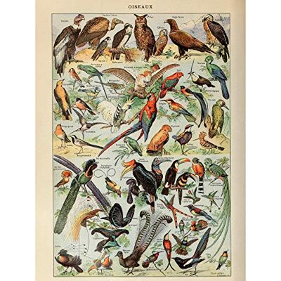 Artery8 Millot Encyclopedia Page Birds Owls Parrots Premium Wall Art Canvas Print 18X24 Inch Artery8 Millot Encyclopedia Page Birds Owls Parrots Premium Wall Art Canvas Print 18X24 Inch