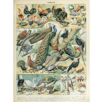 Artery8 Millot Encyclopedia Page Birds Peacock Chicken Premium Wall Art Canvas Print 18X24 Inch Artery8 Millot Encyclopedia Page Birds Peacock Chicken Premium Wall Art Canvas Print 18X24 Inch