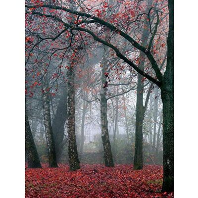 Wee Blue Coo Nature Forest Tree Autumn Fall Beautiful Red Art Print Poster Wall Decor 12X16 Inch Wee Blue Coo Nature Forest Tree Autumn Fall Beautiful Red Art Print Poster Wall Decor 12X16 Inch
