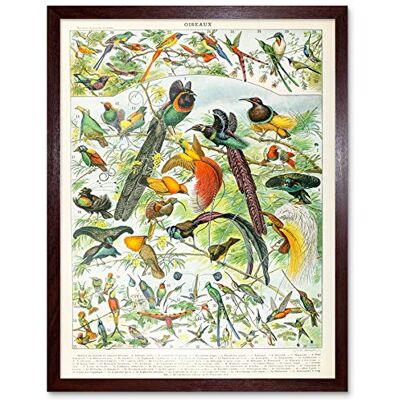 Artery8 Millot Encyclopedia Page Birds Paradise Art Print Framed Poster Wall Decor 12x16 inch Artery8 Millot Encyclopedia Page Birds Paradise Art Print Framed Poster Wall Decor 12x16 inch