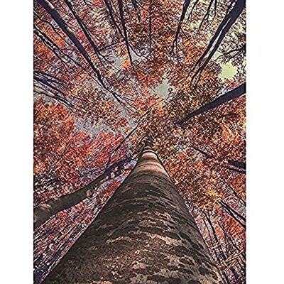 Fine Art Prints Birch Forest In Autumn Art Print Canvas Premium Wall Decor Poster Fine Art Prints Birch Forest In Autumn Art Print Canvas Premium Wall Decor Poster