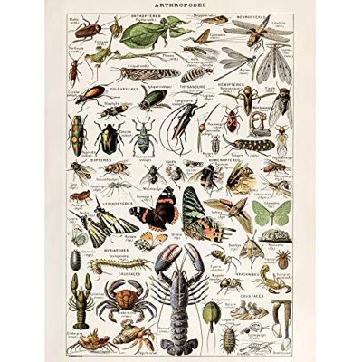 Artery8 Millot Encyclopedia Arthropods Exoskeletal Animals Large Wall Art Poster Print Thick Paper 18X24 Inch Artery8 Millot Encyclopedia Arthropods Exoskeletal Animals Large Wall Art Poster Print Thick Paper 18X24 Inch