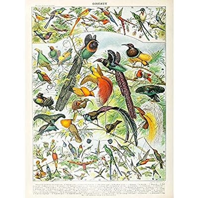 Artery8 Millot Encyclopedia Page Birds Paradise Unframed Wall Art Print Poster Home Decor Premium Artery8 Millot Encyclopedia Page Birds Paradise Unframed Wall Art Print Poster Home Decor Premium