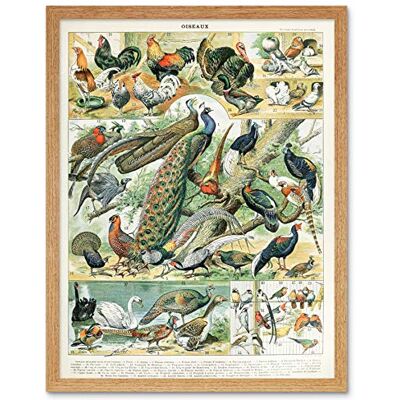 Artery8 Millot Encyclopedia Page Birds Peacock Chicken Art Print Framed Poster Wall Decor 12x16 inch Artery8 Millot Encyclopedia Page Birds Peacock Chicken Art Print Framed Poster Wall Decor 12x16 inch