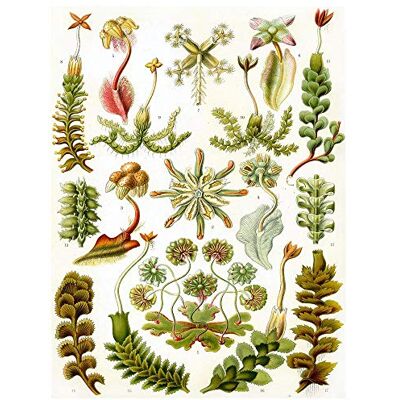Wee Blue Coo Nature Biology Plant Ernst Haeckel Germany Vintage Advertising Art Print Poster Wall Decor 12X16 Inch Wee Blue Coo Nature Biology Plant Ernst Haeckel Germany Vintage Advertising Art Print Poster Wall Decor 12X16 Inch