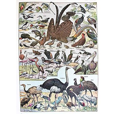Wee Blue Coo Scientific Birds Identification Ostrich Penguin Flamingo Art Print Poster Wall Decor 12X16 Inch Wee Blue Coo Scientific Birds Identification Ostrich Penguin Flamingo Art Print Poster Wall Decor 12X16 Inch