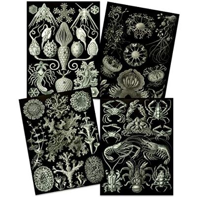 Artery8 Ernst Haeckel Kunstformen Der Natur Plates Nature Vintage Biology Art Print Poster Home Decor Premium Pack of 4 Artery8 Ernst Haeckel Kunstformen Der Natur Plates Nature Vintage Biology Art Print Poster Home Decor Premium Pack of 4