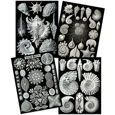 Artery8 Ernst Haeckel Kunstformen Der Natur Plates Nature Vintage Biology Art Print Poster Home Decor Premium Pack of 4 Artery8 Ernst Haeckel Kunstformen Der Natur Plates Nature Vintage Biology Art Print Poster Home Decor Premium Pack of 4