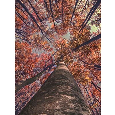 Fine Art Prints Birch Forest In Autumn Large Wall Art Print Canvas Premium Poster Fine Art Prints Birch Forest In Autumn Large Wall Art Print Canvas Premium Poster