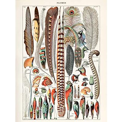 Artery8 Millot Encyclopedia Page Birds Feathers Plumage Large Wall Art Poster Print Thick Paper 18X24 Inch Artery8 Millot Encyclopedia Page Birds Feathers Plumage Large Wall Art Poster Print Thick Paper 18X24 Inch