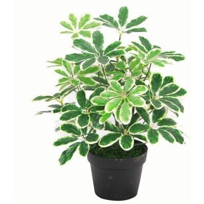 Leaf 55cm Variegated Artificial Schefflera Arboricola Plant - Artificial Plant Leaf 55cm Variegated Artificial Schefflera Arboricola Plant - Artificial Plant
