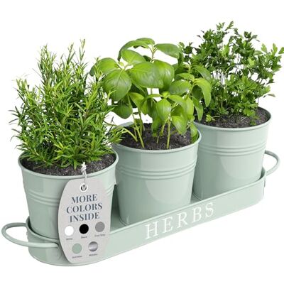 Barnyard Designs Herb Pot Planter Set with Tray for Indoor Garden or Outdoor Use, Soft Mint Metal Succulent Potted Planters, (Set of 3, 11 x 10cm Planters on 32 x 10cm Tray) Barnyard Designs Herb Pot Planter Set with Tray for Indoor Garden or Outdoor Use, Soft Mint Metal Succulent Potted Planters, (Set of 3, 11 x 10cm Planters on 32 x 10cm Tray)