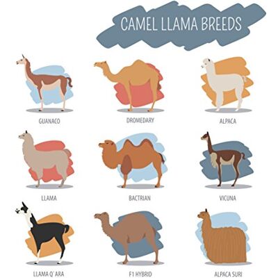 Half a Donkey Camel and Llama Breeds Large Cotton Tea Towel Half a Donkey Camel and Llama Breeds Large Cotton Tea Towel