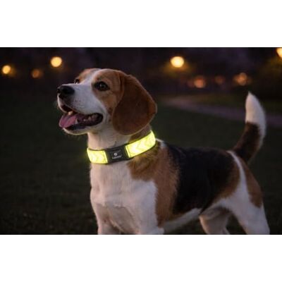 Flamingo Dog Collar Fergu Fluo yellow M 40-55cm 20mm Flamingo Dog Collar Fergu Fluo yellow M 40-55cm 20mm