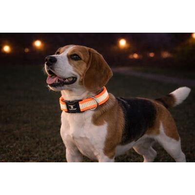 Flamingo Dog Collar Fierro Fluo orange M 40-55cm 20mm Flamingo Dog Collar Fierro Fluo orange M 40-55cm 20mm