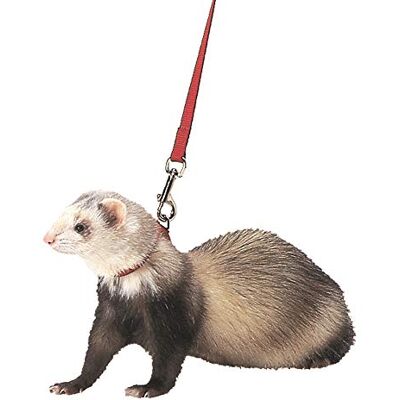 Marshall Ferret Harness and Lead, Red Marshall Ferret Harness and Lead, Red