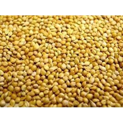 Countrywide Willsbridge Panicum Millet Seed Bird Food Countrywide Willsbridge Panicum Millet Seed Bird Food