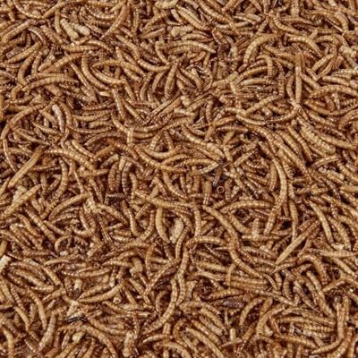 Garden Ting Premium Dried Mealworms 3L Refill Bag Garden Ting Premium Dried Mealworms 3L Refill Bag