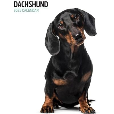 Magnet & Steel Dachshund 2025 Modern Calendar Magnet & Steel Dachshund 2025 Modern Calendar
