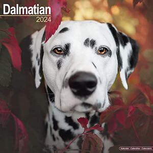 AVONSIDE Dalmatian Calendar 2024 Square Dog Breed Wall Calendar 16 Month AVONSIDE Dalmatian Calendar 2024 Square Dog Breed Wall Calendar 16 Month