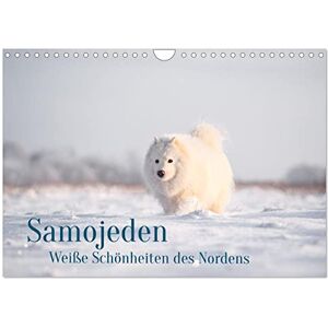 CALVENDO Samojeden Liebenswerte Fellkugeln (Wandkalender 2024 DIN A4 quer), Monatskalender CALVENDO Samojeden Liebenswerte Fellkugeln (Wandkalender 2024 DIN A4 quer), Monatskalender