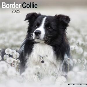 AVONSIDE Border Collie 2025 Square Wall Calendar Dog Breed Calendar AVONSIDE Border Collie 2025 Square Wall Calendar Dog Breed Calendar
