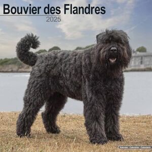 AVONSIDE Bouvier des Flandres (Euro) 2025 Square Wall Calendar Dog Breed Calendar AVONSIDE Bouvier des Flandres (Euro) 2025 Square Wall Calendar Dog Breed Calendar