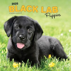 BrownTrout Black Labrador Retriever Puppies 2025 12 x 24 Inch Monthly Square Wall Calendar Plastic-Free Animals Dog Breeds Puppy BrownTrout Black Labrador Retriever Puppies 2025 12 x 24 Inch Monthly Square Wall Calendar Plastic-Free Animals Dog Breeds Puppy