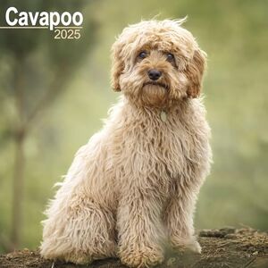 AVONSIDE Cavapoo 2025 Square Wall Calendar Dog Breed Calendar AVONSIDE Cavapoo 2025 Square Wall Calendar Dog Breed Calendar