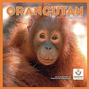 Carousel Calendars Orangutan Square Wall Calendar 2024 Carousel Calendars Orangutan Square Wall Calendar 2024