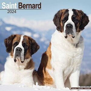 AVONSIDE Saint Bernard Calendar 2024 Square Dog Breed Wall Calendar 16 Month AVONSIDE Saint Bernard Calendar 2024 Square Dog Breed Wall Calendar 16 Month