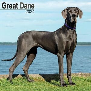 AVONSIDE Great Dane (Euro) Calendar 2024 Square Dog Breed Wall Calendar 16 Month AVONSIDE Great Dane (Euro) Calendar 2024 Square Dog Breed Wall Calendar 16 Month
