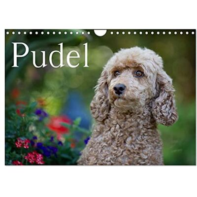 CALVENDO Poodle (Wall Calendar 2023 DIN A4 Landscape), Monthly Calendar CALVENDO Poodle (Wall Calendar 2023 DIN A4 Landscape), Monthly Calendar