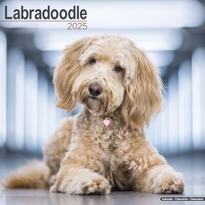 AVONSIDE Labradoodle 2025 Square Wall Calendar Dog Breed Calendar AVONSIDE Labradoodle 2025 Square Wall Calendar Dog Breed Calendar