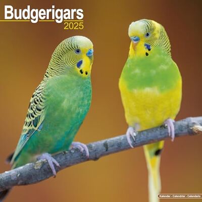 AVONSIDE Budgerigar 2025 Square Wall Calendar Bird, Parrot Calendar AVONSIDE Budgerigar 2025 Square Wall Calendar Bird, Parrot Calendar