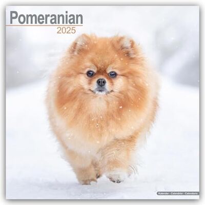 AVONSIDE Pomeranian 2025 Square Wall Calendar Dog Breed Calendar AVONSIDE Pomeranian 2025 Square Wall Calendar Dog Breed Calendar