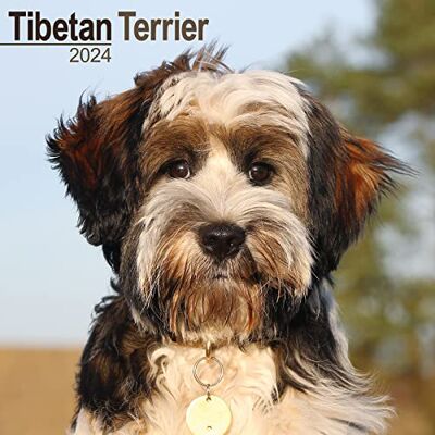 AVONSIDE Tibetan Terrier Calendar 2024 Square Dog Breed Wall Calendar 16 Month AVONSIDE Tibetan Terrier Calendar 2024 Square Dog Breed Wall Calendar 16 Month