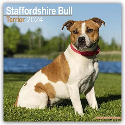 Avonside Publishing Ltd Staffordshire Bull Terrier Calendar 2024 Square Dog Breed Wall Calendar 16 Month Avonside Publishing Ltd Staffordshire Bull Terrier Calendar 2024 Square Dog Breed Wall Calendar 16 Month