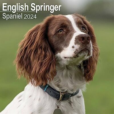 AVONSIDE Eng Springer Spaniel (Euro) Calendar 2024 Square Dog Breed Wall Calendar 16 Month AVONSIDE Eng Springer Spaniel (Euro) Calendar 2024 Square Dog Breed Wall Calendar 16 Month