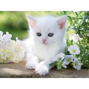 Ravensburger 12000706 White Kitten 1500 Piece Jigsaw Puzzle Adult & Youth Jigsaw Puzzles from 14 Years, Animal Puzzles Ravensburger 12000706 White Kitten 1500 Piece Jigsaw Puzzle Adult & Youth Jigsaw Puzzles from 14 Years, Animal Puzzles