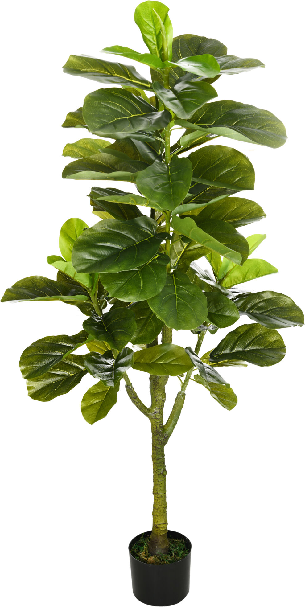 Homcom Pianta Artificiale di Ficus da 150 cm a 75 Foglie e 3 Rami con Vaso Ø15x12.5 cm, per Interni ed Esterni, Verde