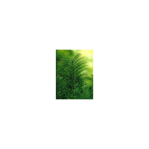 herboplanet srl tsa equisetum arv.50ml