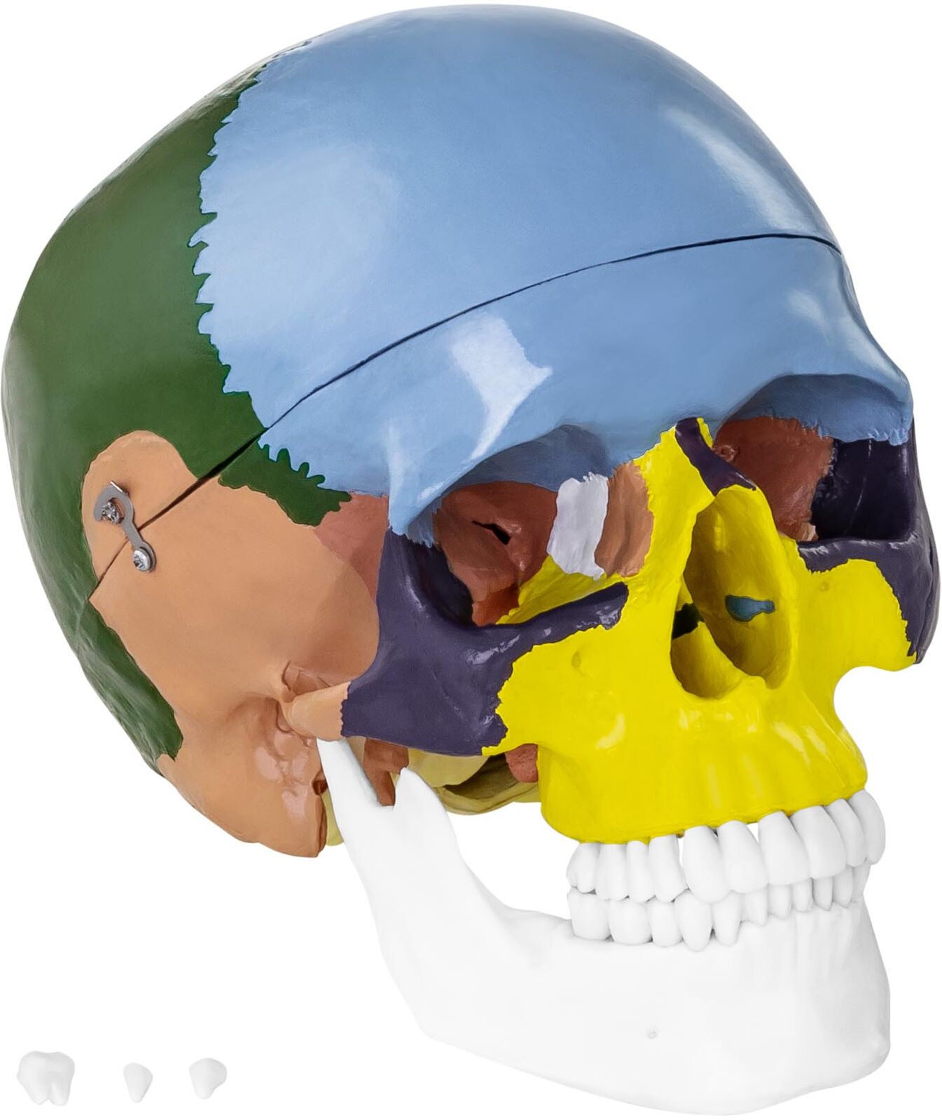 physa Modello anatomico cranio - colorato PHY-SK-3