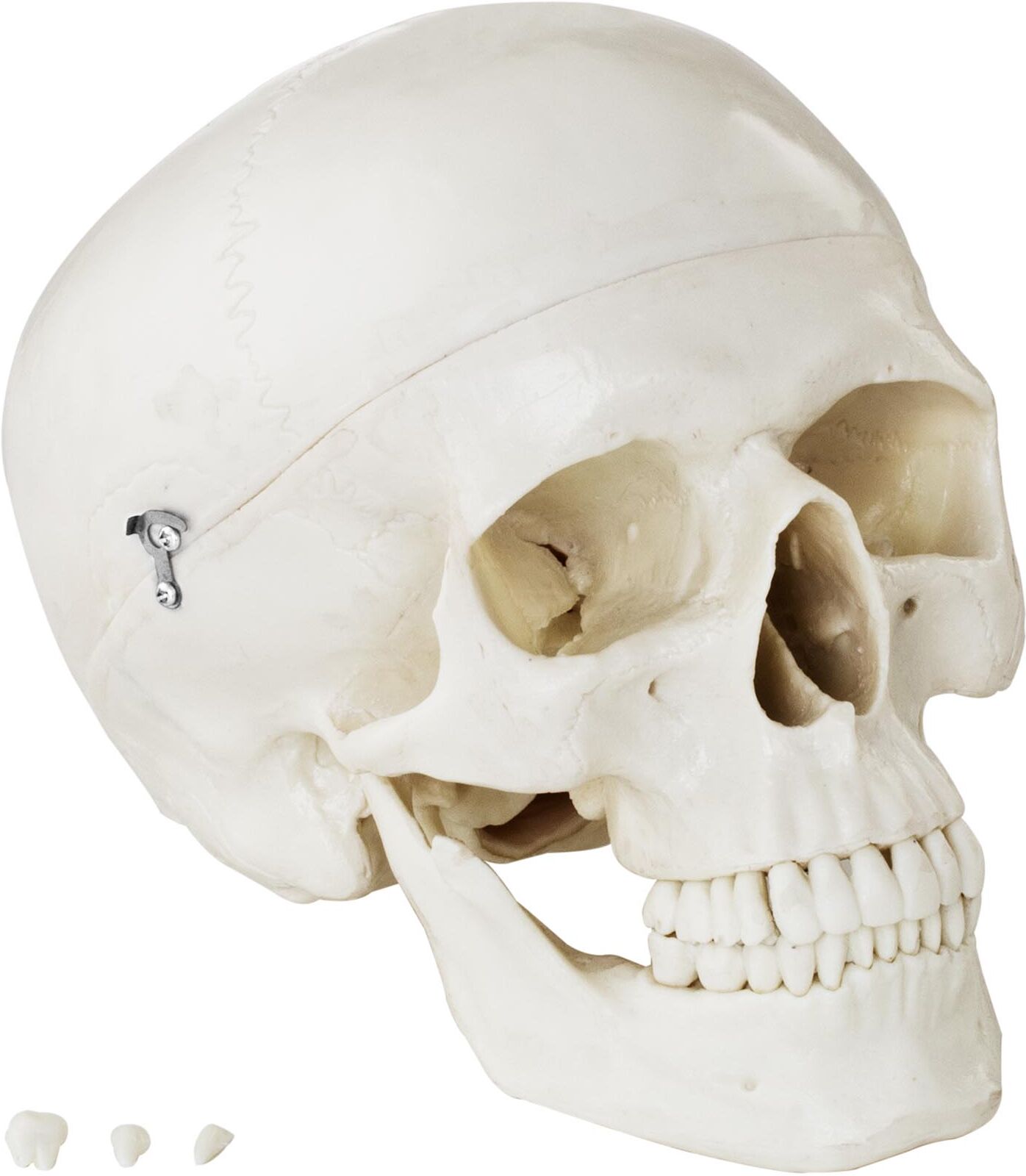 physa Modello anatomico cranio - bianco PHY-SK-4 physa Modello anatomico cranio - bianco PHY-SK-4