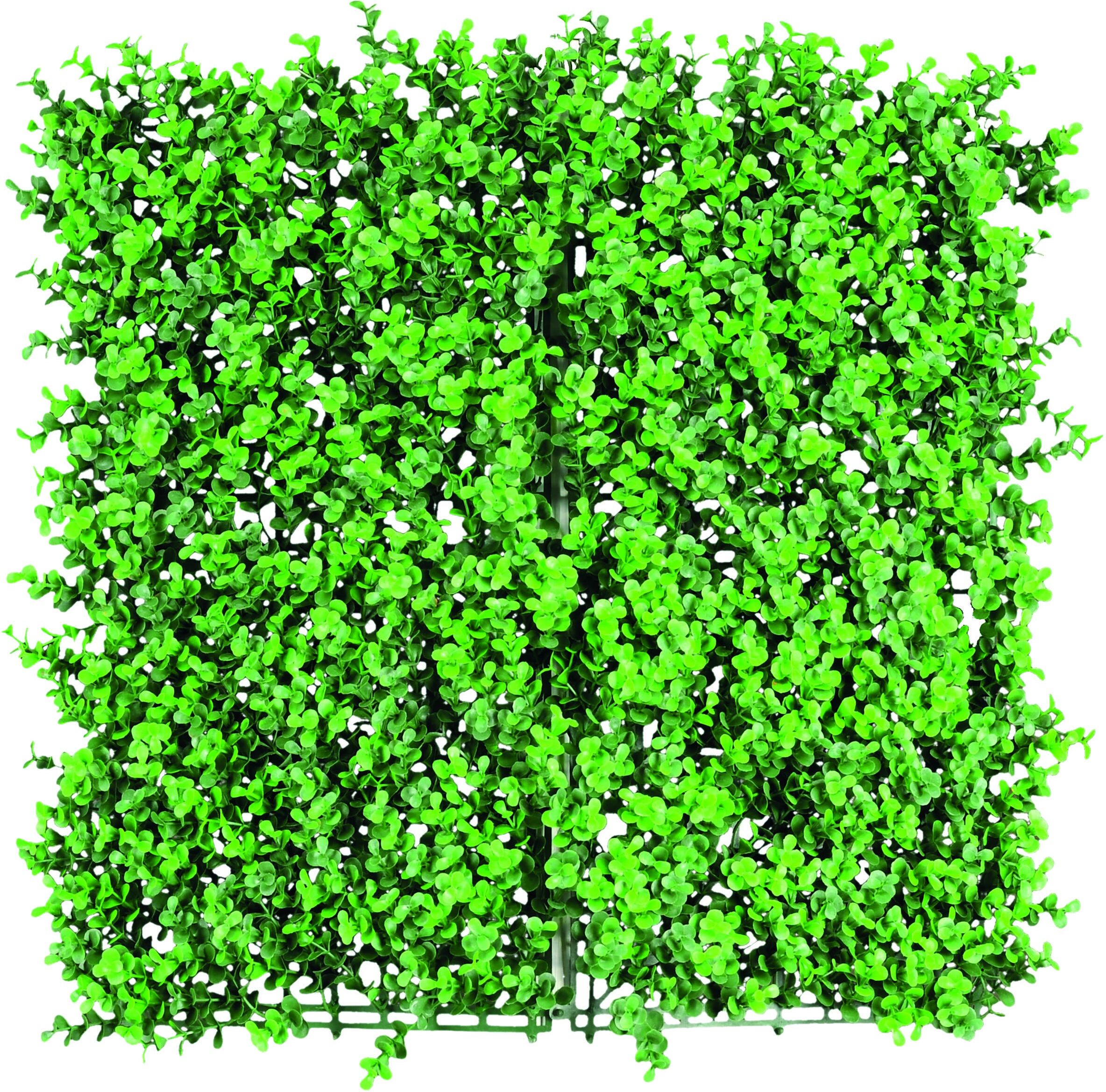 Siepe Sempreverde Boxus 1x1 M Siepe Sempreverde Boxus 1x1 M